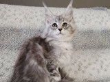Chatons mâles et femelle Maine Coon à vendre