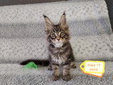 Chatons mâles et femelle Maine Coon à vendre