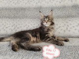 Chatons mâles et femelle Maine Coon à vendre