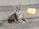 Chatons mâles et femelle Maine Coon à vendre