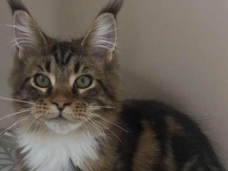 À vendre, 2 chatons mâles Maine Coons LOOF de mars 2025
