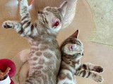 3 chatons Bengals, chatons Snow Seal Mink de juin 2025, yeux bleus, LOOF à réserver