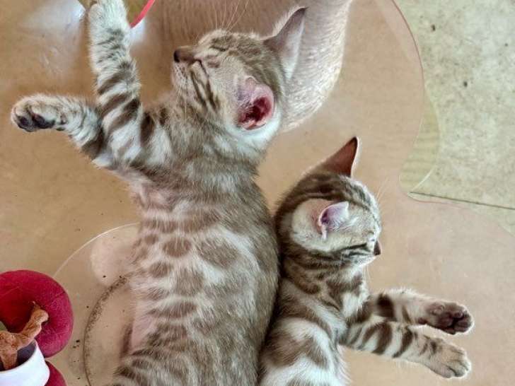 3 chatons Bengals, chatons Snow Seal Mink de juin 2025, yeux bleus, LOOF à réserver