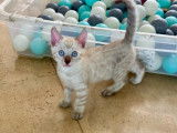 3 chatons Bengals, chatons Snow Seal Mink de juin 2025, yeux bleus, LOOF à réserver