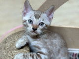 3 chatons Bengals, chatons Snow Seal Mink de juin 2025, yeux bleus, LOOF à réserver