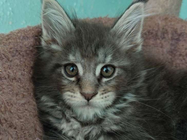 À réserver, 3 chatons Maine Coons nés en juillet 2025, LOOF