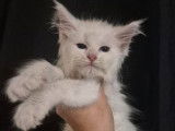 Chaton mâle Maine Coon blanc, né en juin 2025, LOOF, disponible à la réservation
