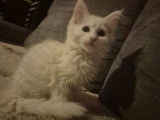 Chaton mâle Maine Coon blanc, né en juin 2025, LOOF, disponible à la réservation