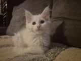 Chaton mâle Maine Coon blanc, né en juin 2025, LOOF, disponible à la réservation