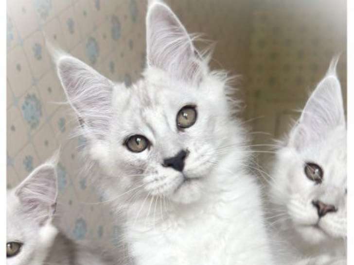1 chatonne Maine Coon stérilisée de mai 2025, couleur Black Silver Shaded, LOOF à vendre