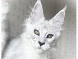 1 chatonne Maine Coon stérilisée de mai 2025, couleur Black Silver Shaded, LOOF à vendre