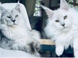 1 chatonne Maine Coon stérilisée de mai 2025, couleur Black Silver Shaded, LOOF à vendre