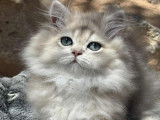 À vendre, chatons British Longhair nés en mai 2025, LOOF