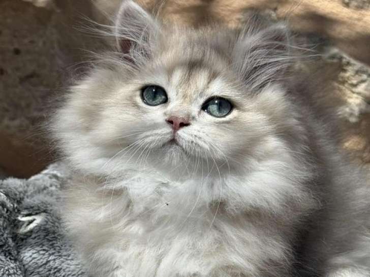 À vendre, chatons British Longhair nés en mai 2025, LOOF