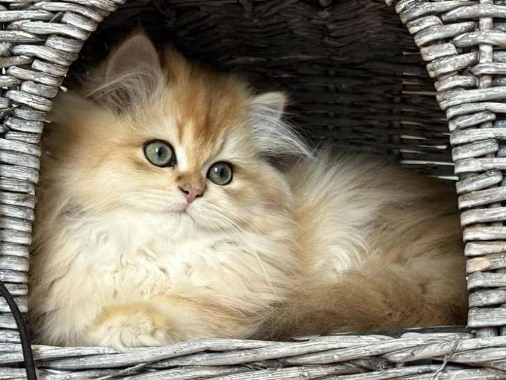 Chatons British Longhair de juin 2025, plusieurs couleurs à vendre, pedigree LOOF