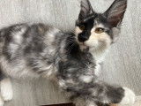 Femelle Maine Coon black tortie smoke & blanc, née en mai 2025, LOOF, disponible de suite