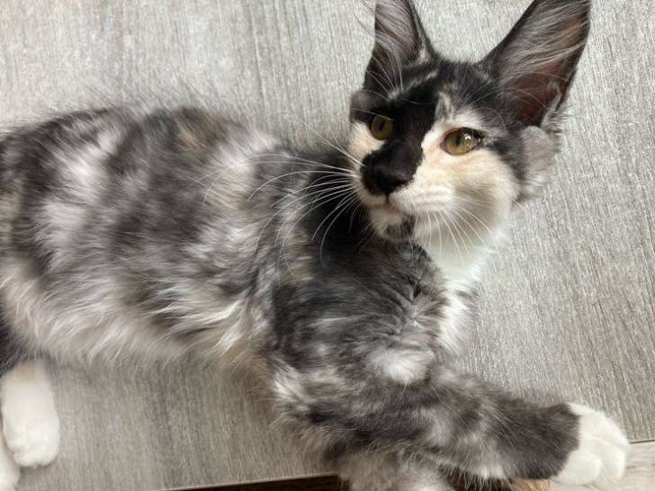 Femelle Maine Coon black tortie smoke & blanc, née en mai 2025, LOOF, disponible de suite