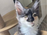 Femelle Maine Coon black tortie smoke & blanc, née en mai 2025, LOOF, disponible de suite