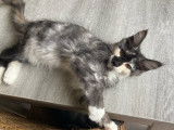 Femelle Maine Coon black tortie smoke & blanc, née en mai 2025, LOOF, disponible de suite