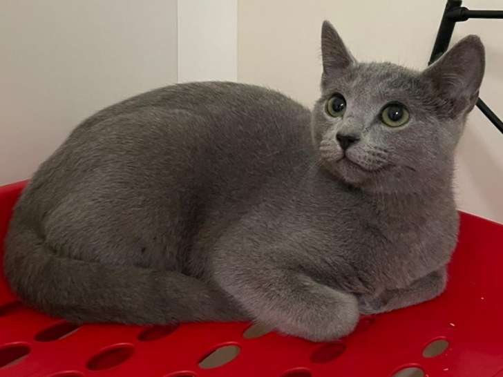 1 male Bleu Russe LOOF à vendre