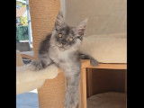 Réservation ouverte pour 3 chatons Maine Coons