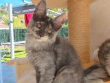 Réservation ouverte pour 3 chatons Maine Coons