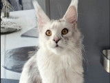Réservation ouverte pour 3 chatons Maine Coons