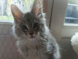 2 chatons Maine Coons LOOF à réserver, de juillet 2025, mâles Silver Tick et Black Silver Blotched