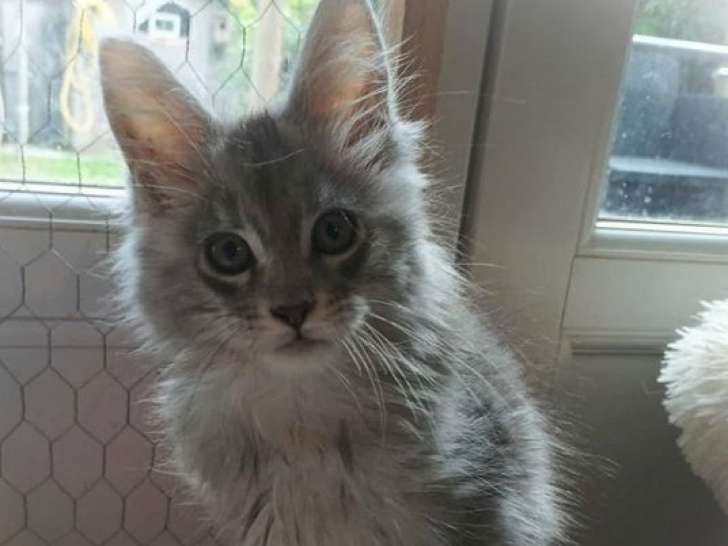 2 chatons Maine Coons LOOF à réserver, de juillet 2025, mâles Silver Tick et Black Silver Blotched