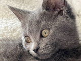 À vendre, 4 chatons mâles Chartreux LOOF nés en juin 2025