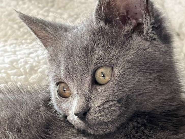 À vendre, 4 chatons mâles Chartreux LOOF nés en juin 2025