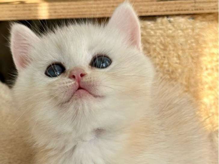 1 chaton mâle British Shorthair LOOF à vendre, couleur Sunshine