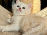 1 chaton mâle British Shorthair LOOF à vendre, couleur Sunshine