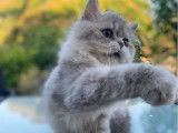 2 chatons British Longhairs à vendre, disponibles immédiatement