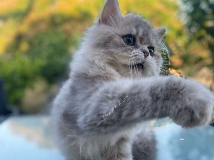 2 chatons British Longhairs à vendre, disponibles immédiatement