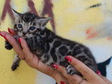 1 chaton Bengal mâle LOOF à réserver