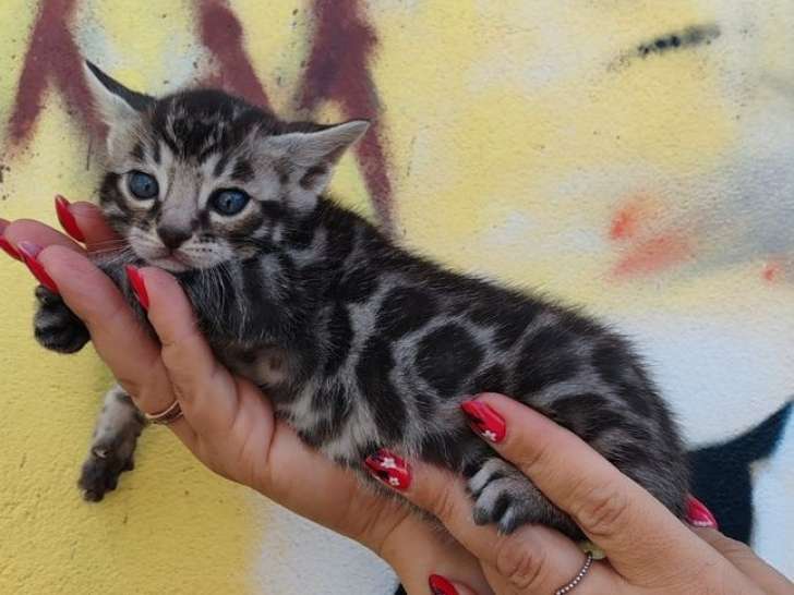 1 chaton Bengal mâle LOOF à réserver