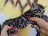 1 chaton Bengal mâle LOOF à réserver