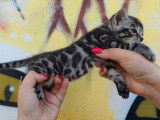 1 chaton Bengal mâle LOOF à réserver