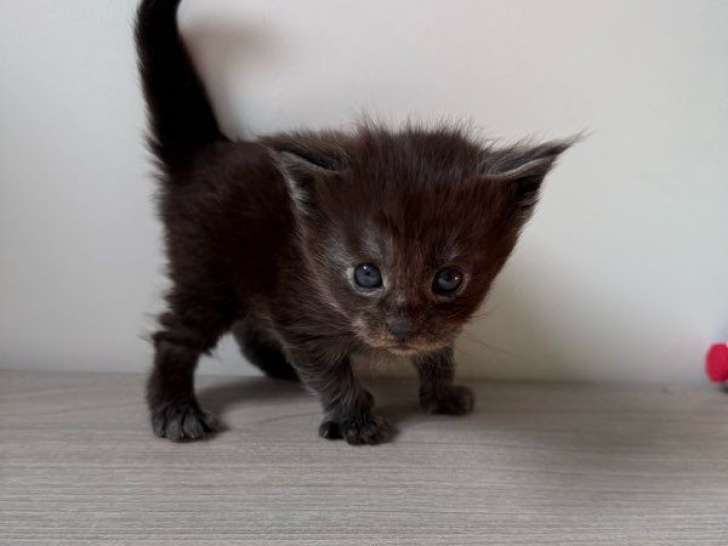 6 chatons Maine Coons LOOF nés en août 2025, 5 mâles (3 polydactyles) et 1 femelle