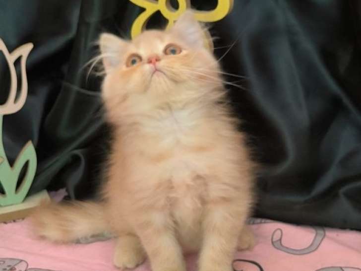 Chaton British Longhair LOOF à vendre, mâle né en mai 2025