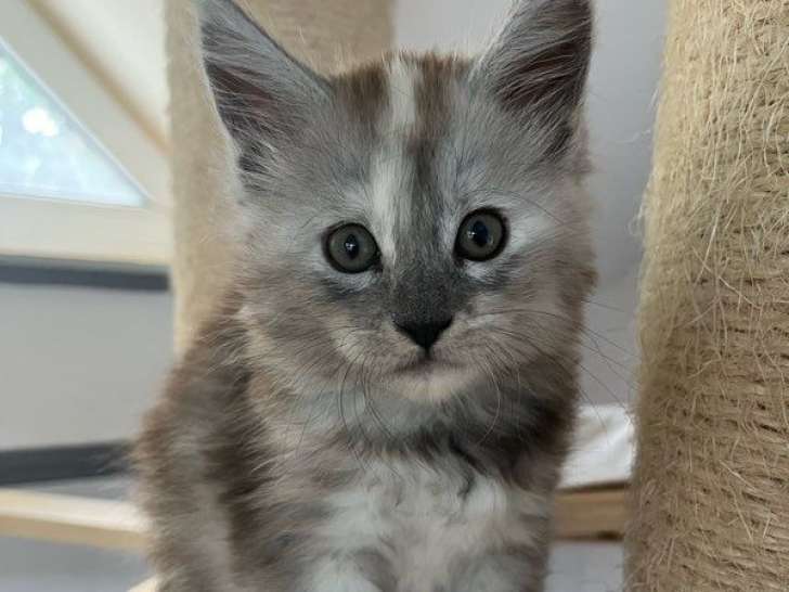 4 chatons femelles Maine Coons LOOF nés le 15 juillet 2025 à réserver