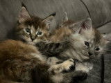 4 chatons femelles Maine Coons LOOF nés le 15 juillet 2025 à réserver