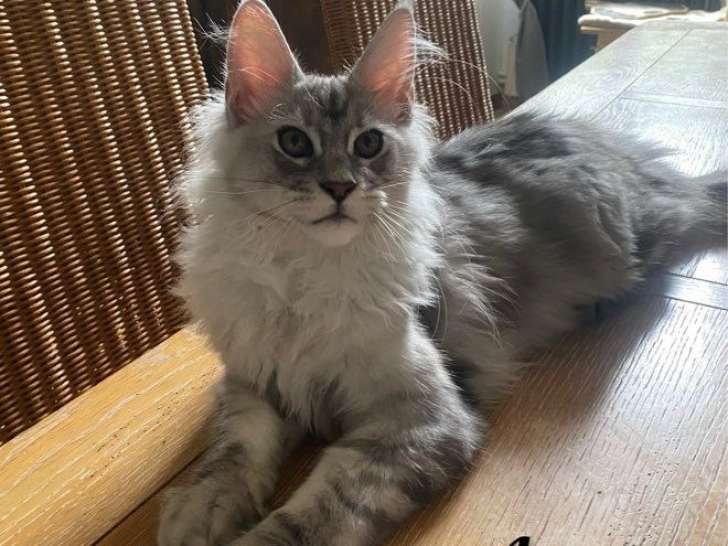2 chatons mâles Maine Coons LOOF à vendre, nés en avril 2025
