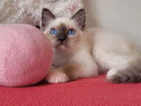 1 chaton mâle Sacré de Birmanie LOOF à vendre, né le 26 mai 2025