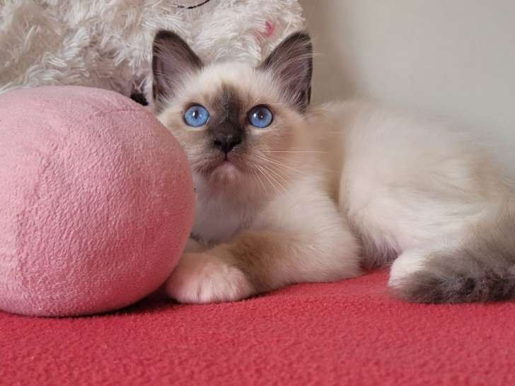 1 chaton mâle Sacré de Birmanie LOOF à vendre, né le 26 mai 2025