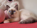 1 chaton mâle Sacré de Birmanie LOOF à vendre, né le 26 mai 2025