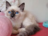 1 chaton mâle Sacré de Birmanie LOOF à vendre, né le 26 mai 2025