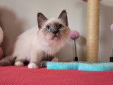 1 chaton mâle Sacré de Birmanie LOOF à vendre, né le 26 mai 2025
