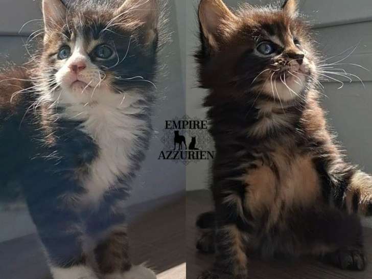 4 chatons Maine Coons LOOF d’août 2025 à vendre, mâles et femelles disponibles